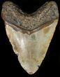 Bargain Megalodon Tooth - North Carolina #39467-2